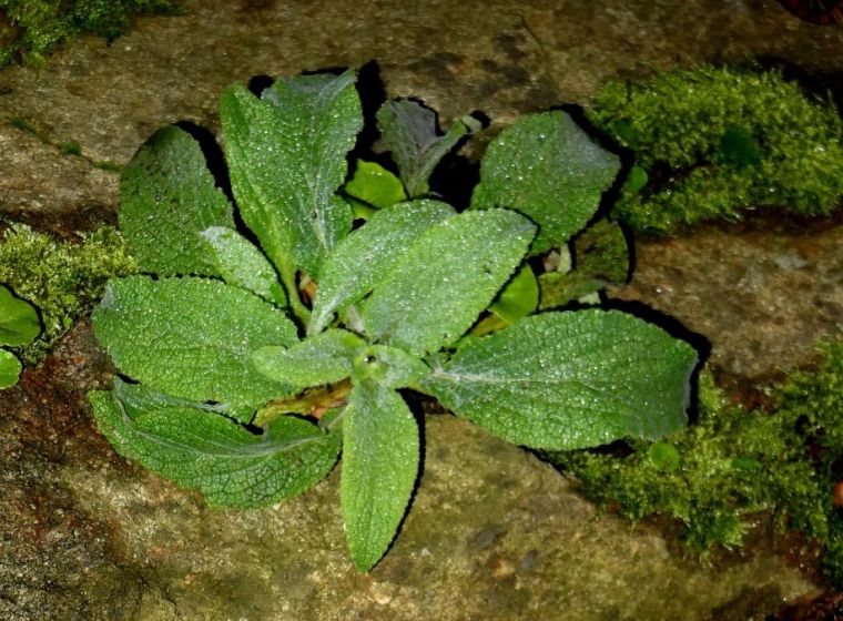 Digitalis purpurea &mdash; Common Foxglove