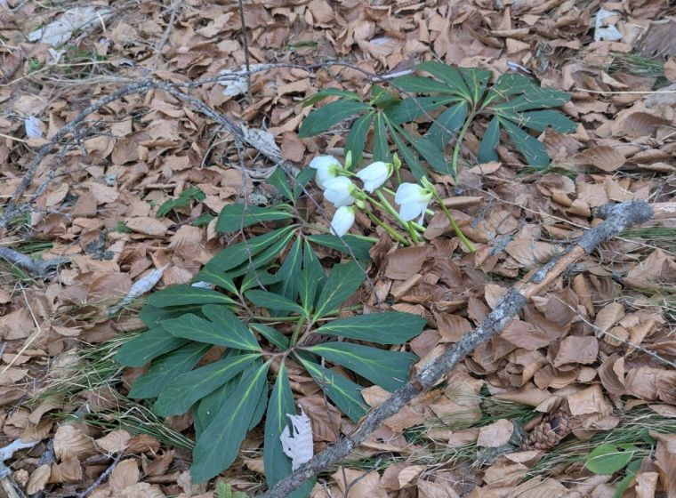 Helleborus niger &mdash; Black Hellebore