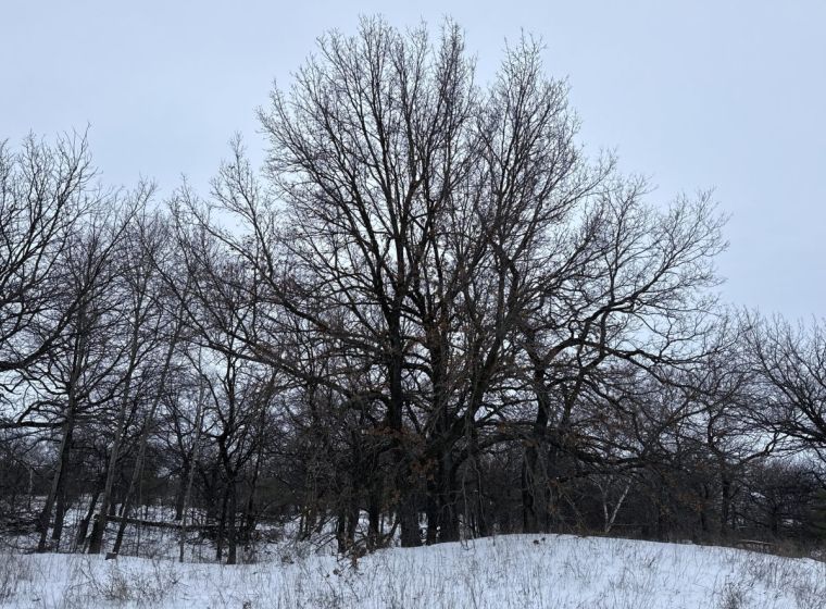 Quercus robur &mdash; Common Oak