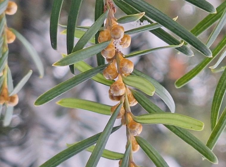 Taxus baccata &mdash; Common Yew